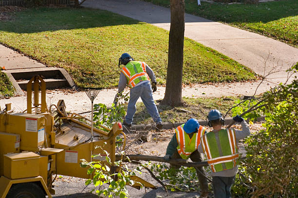 Best Emergency Tree Service  in USA